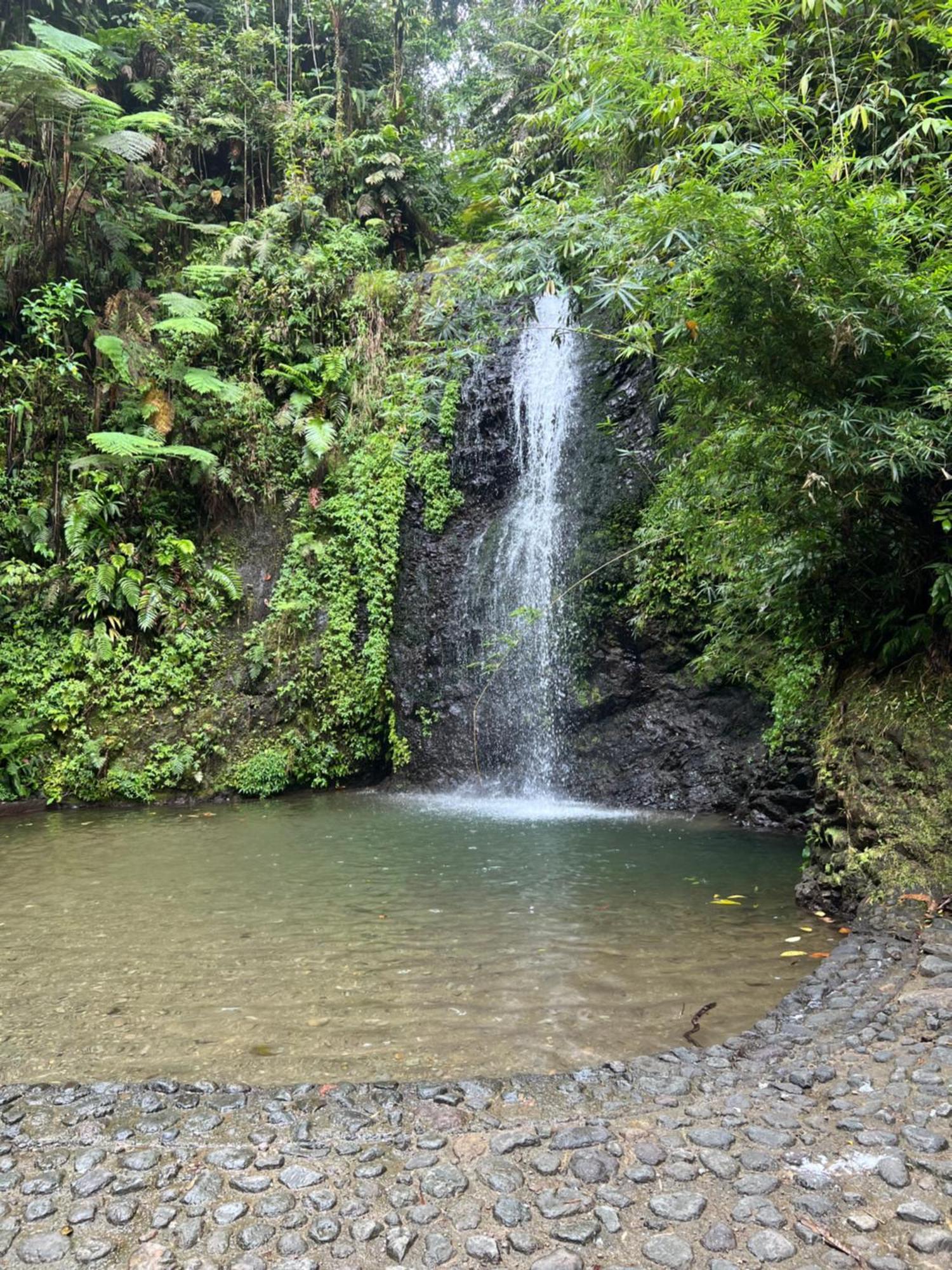 Le Ketmie Nature Et Decouverte Fond-Saint-Denis Luaran gambar
